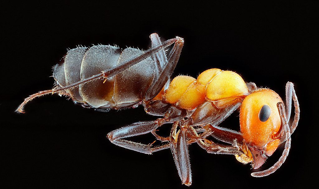 Ant Control service in Tulare, CA
