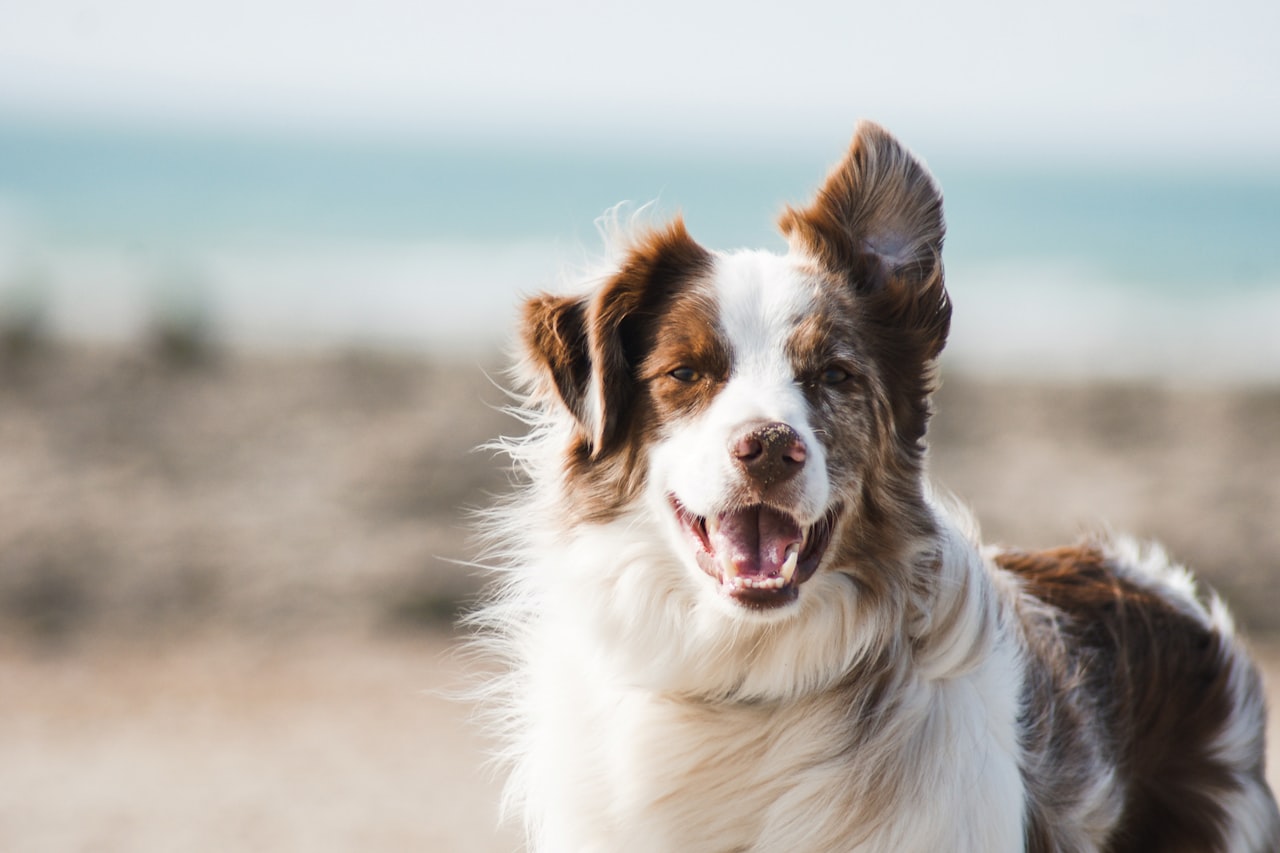 Flea & Tick Control service in Tulare, CA