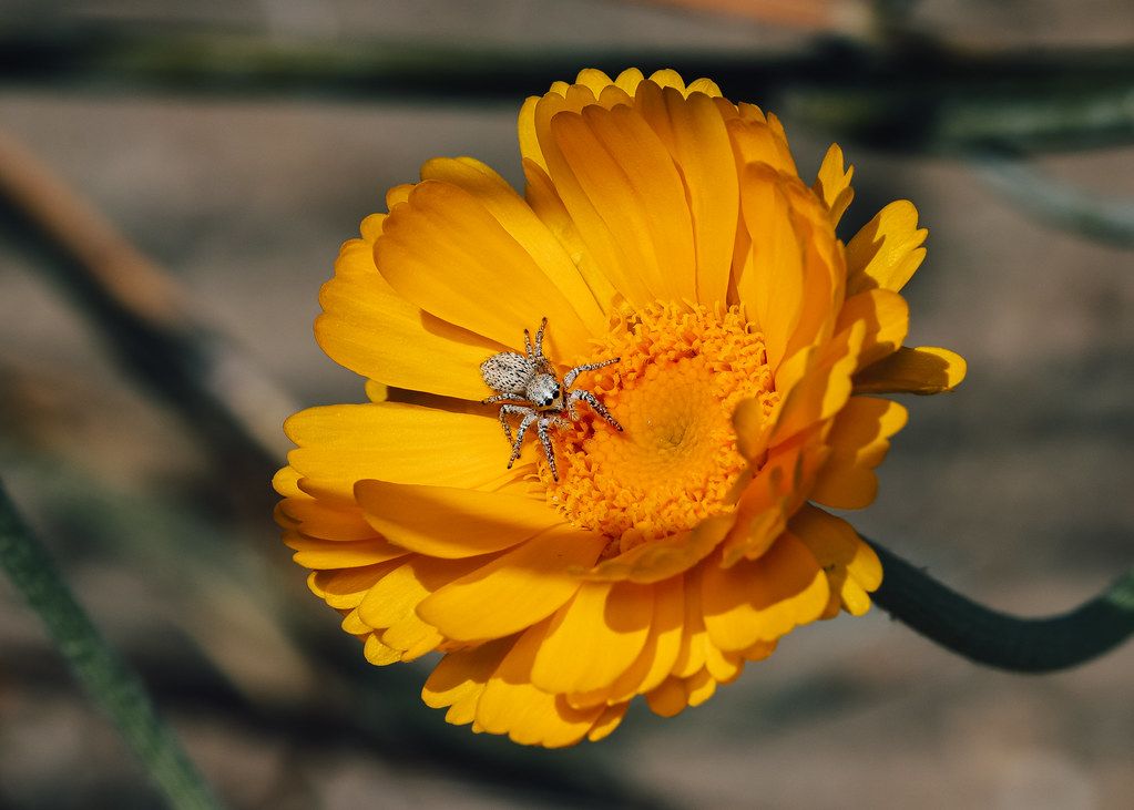 Spider Control service in Tulare, CA